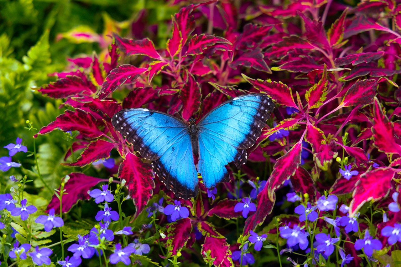 Everything We Saw at the Butterflies of Egypt Show at Krohn Conservatory