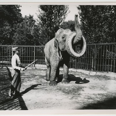 Elephant performing tricks at the Cincinnati Zoo, date unknown