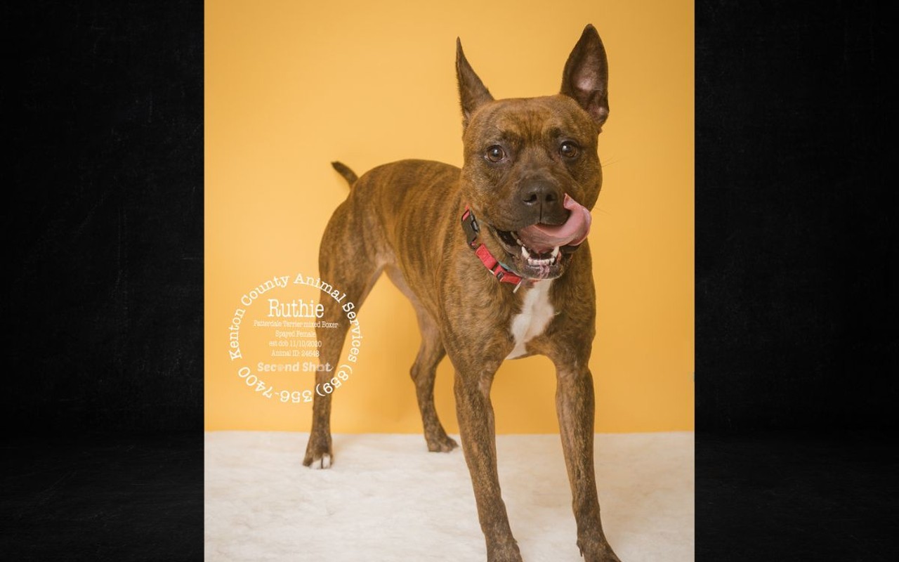 Ruthie at the Kenton County Animal Shelter is waiting for her forever home!