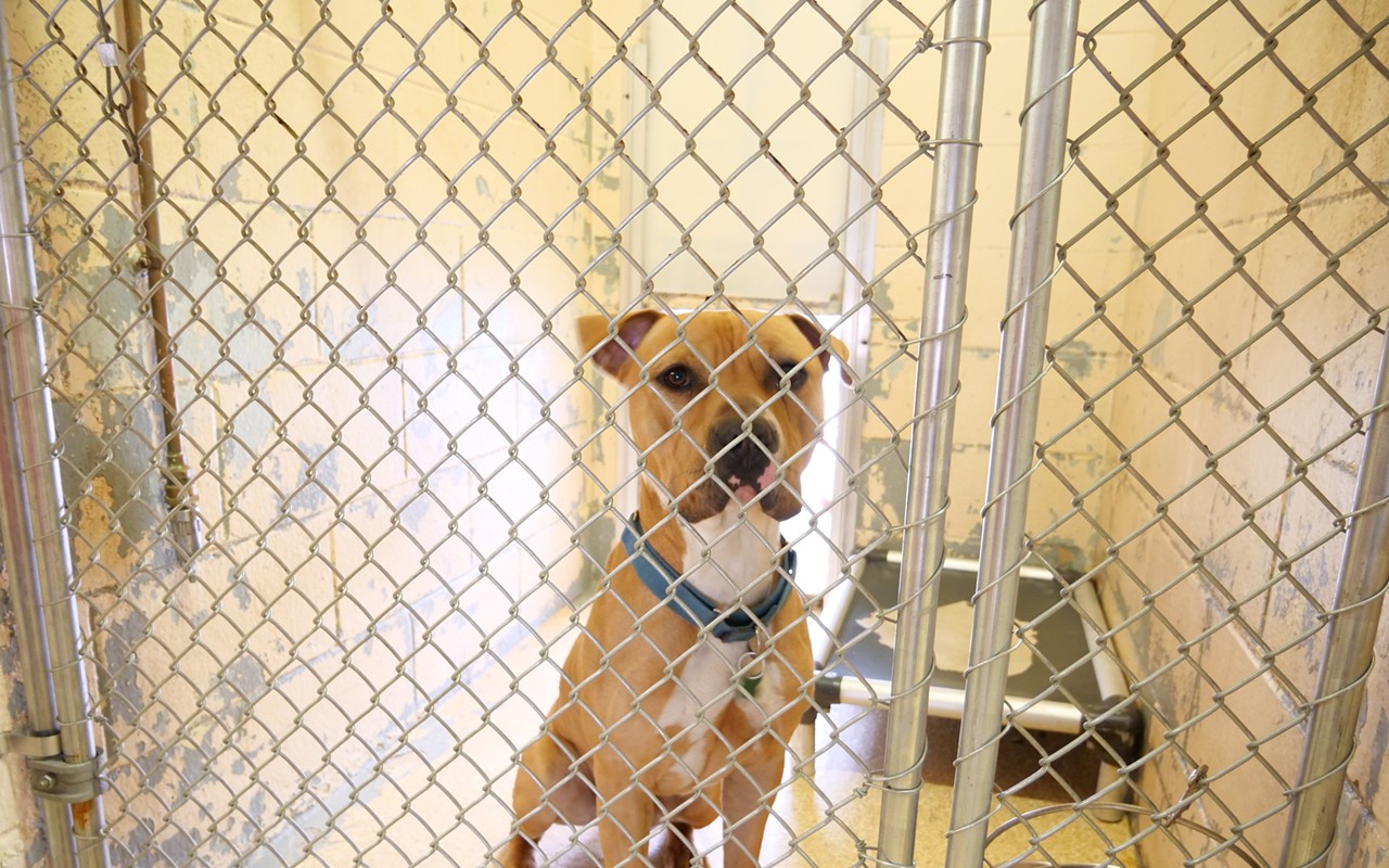 Out of an abundance of caution, CAC will not be accepting any dog intakes until further notice after the shelter confirmed two cases of canine distemper virus.