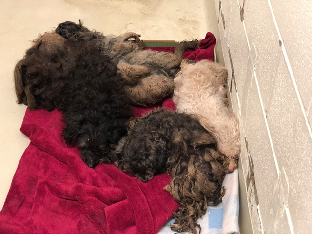 Five of the rescued poodles