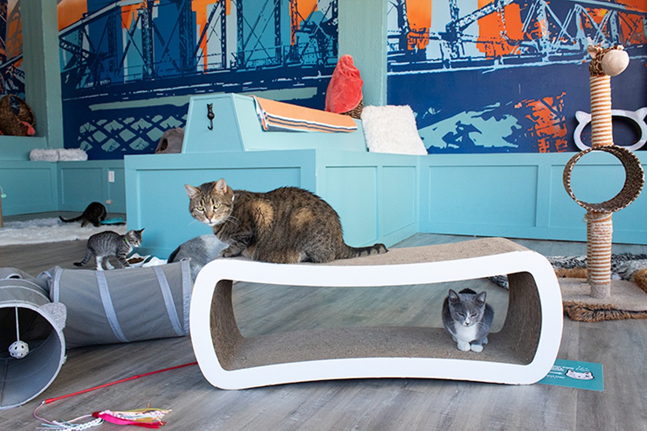 Inside Covington's Purrfect Day Cat Cafe, an Adoption Agency Meets a Coffee Shop