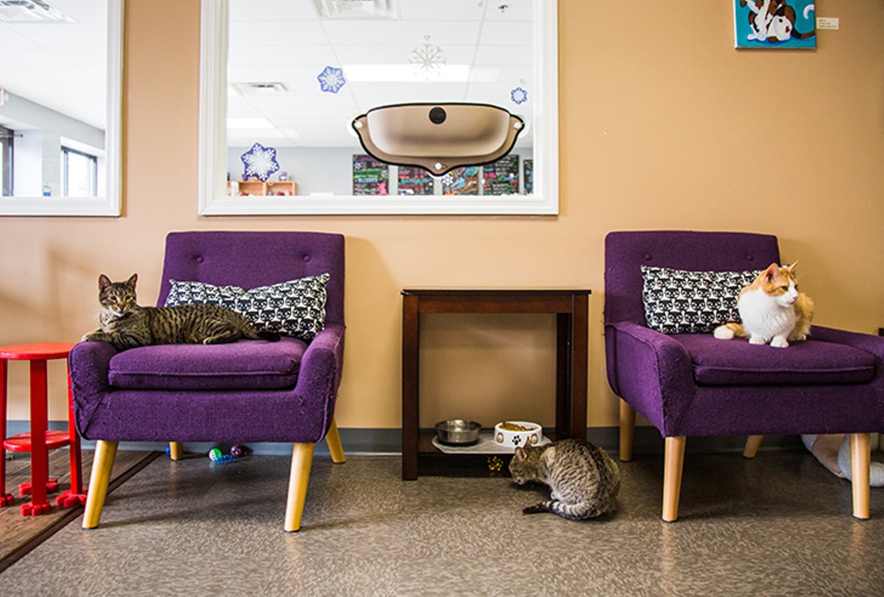 Inside Kitty Brew Caf&eacute;, a Coffee Shop Meets Cat Adoption Agency in Mason