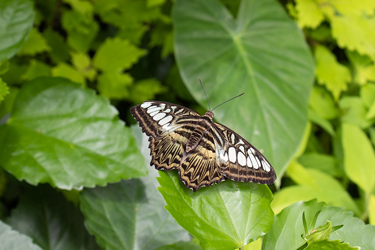 Inside Krohn Conservatory's Vibrant 'Butterflies of Bali' Show