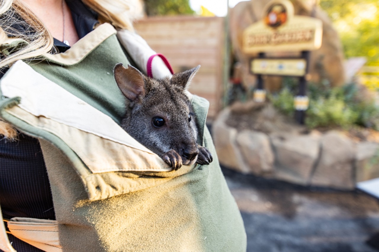 A Parma Wallaby made an appearance at the sneak preview of the beer garden