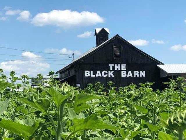 The Black Barn and sunflower patch that will be blooming soon