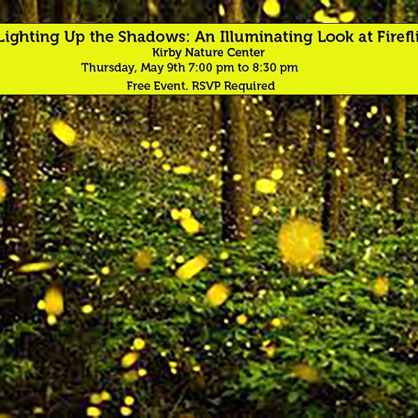Lighting up the Shadows: An Illuminating Look at Fireflies