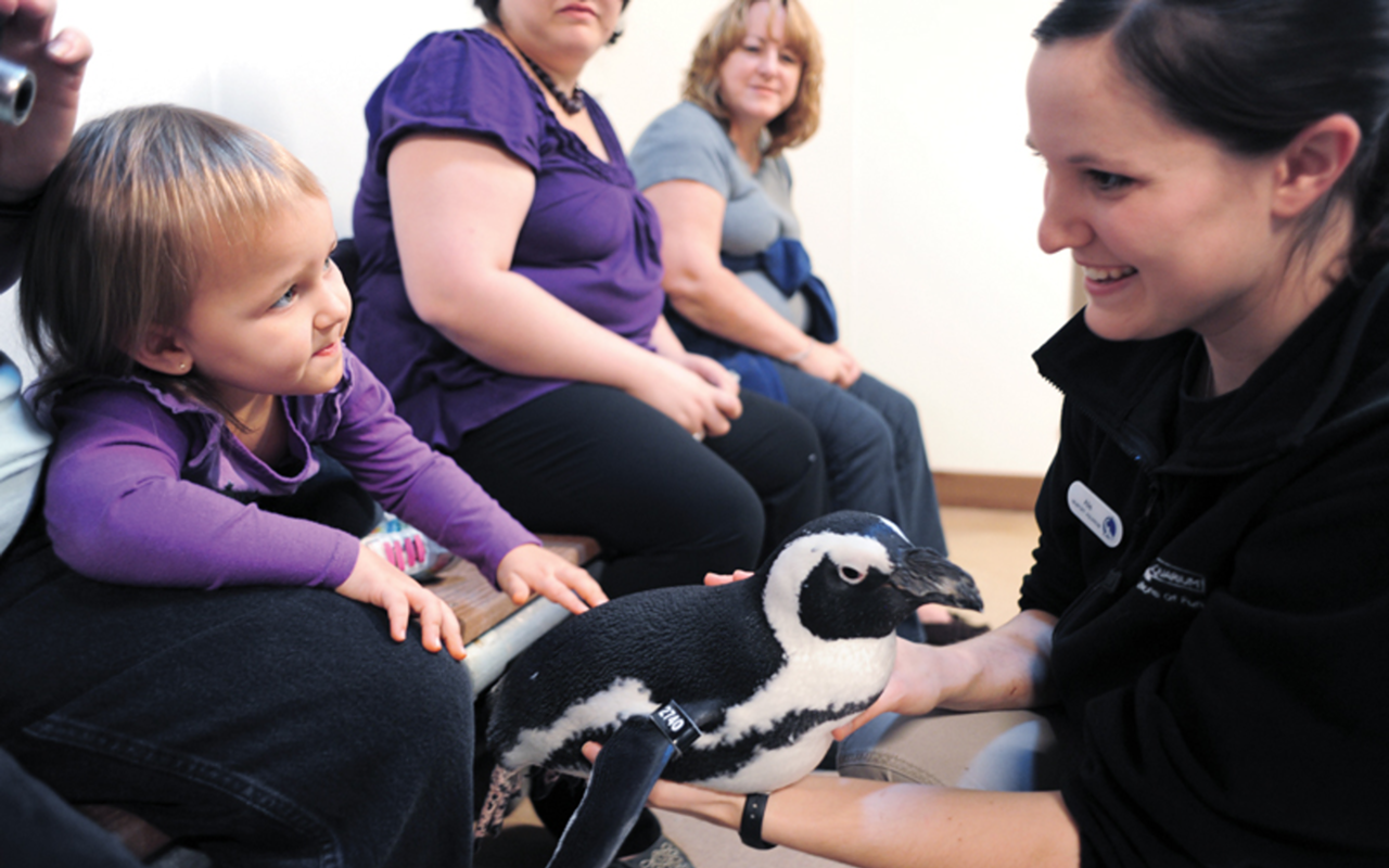 Madyson Winans, granddaughter of Karen Faddis, has an encounter with a South African penguin.