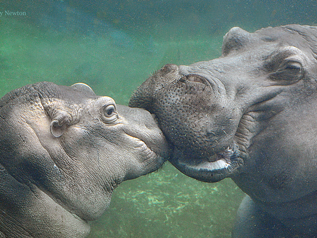 Fiona kisses her mom, Bibi
