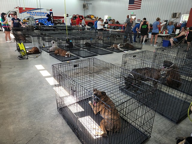 Ninety dogs were rescued from a hoarding situation in Salt Creek Township, Indiana.