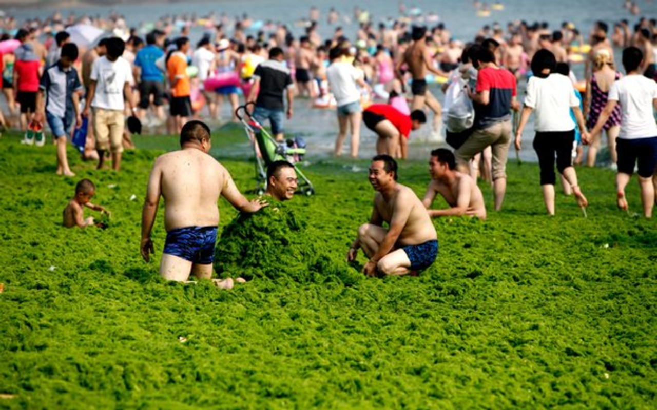 People play in the giant algae bloom along the coasts of Qingdao, China.