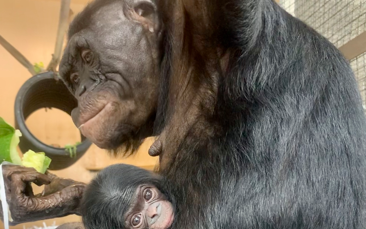 New Baby Bonobo Born at the Cincinnati Zoo