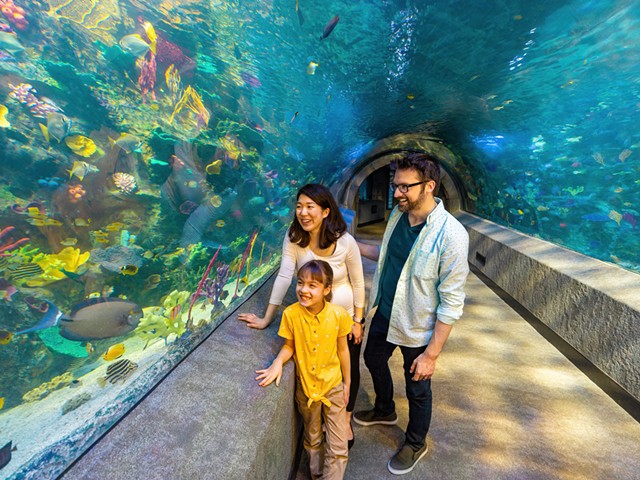 The new coral reef tunnel provides all-encompassing views of reef life.