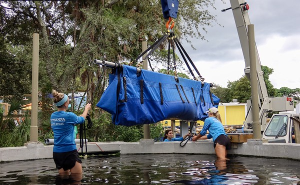 ZooTampa employees help unload one of the manatees arriving from the Cincinnati Zoo.