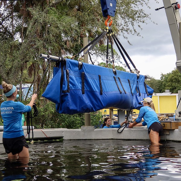 ZooTampa employees help unload one of the manatees arriving from the Cincinnati Zoo.