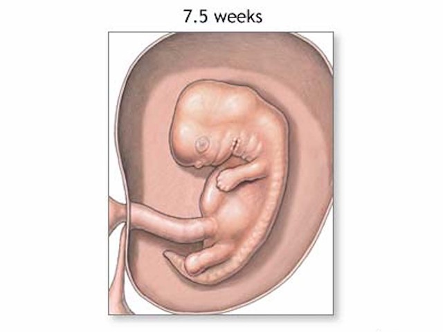 An embryo at 7.5 weeks of pregnancy. The embryo is considered a fetus at the end of week 10.