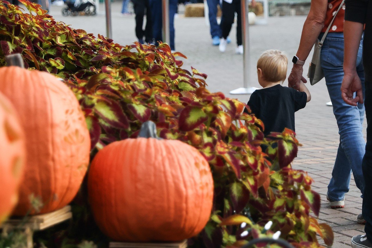 The opening night of the Jack O'Lantern Glow at the Cincinnati Zoo