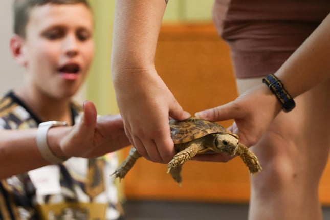 A participant pets Flapjack the tortoise during the Night Hike at the Cincinnati Zoo on Aug. 3, 2024.