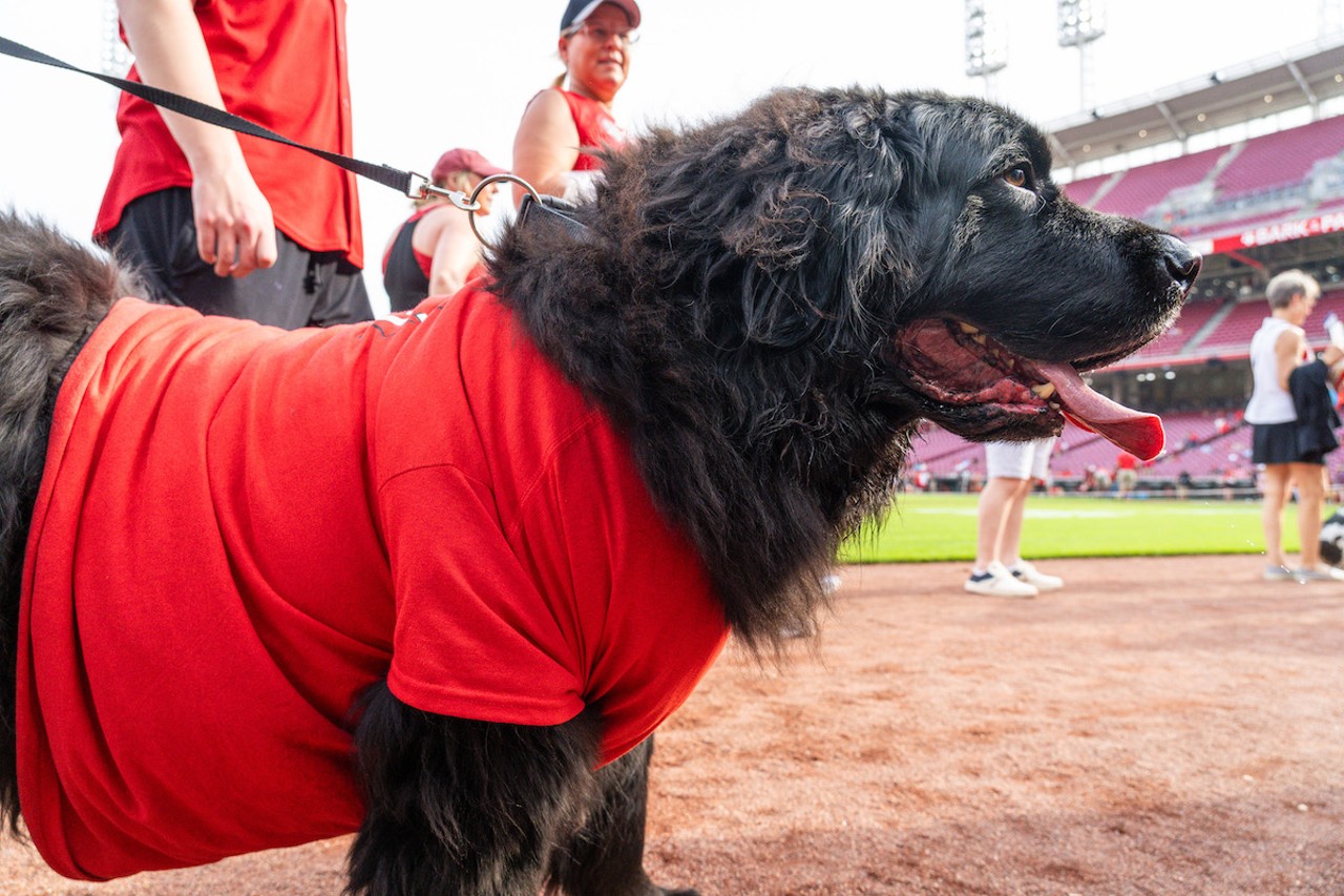 Dogs at the Cincinnati Reds' Bark in the Park Wednesday, May 22