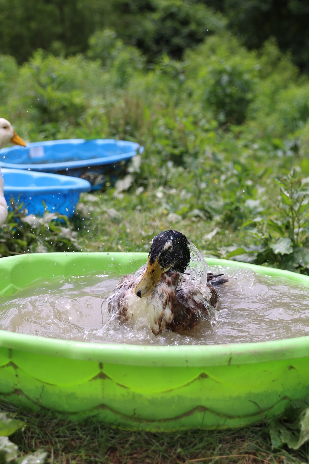 A duck washes off in the water at Longbottom Bird Ranch on Monday, June 10, 2024.