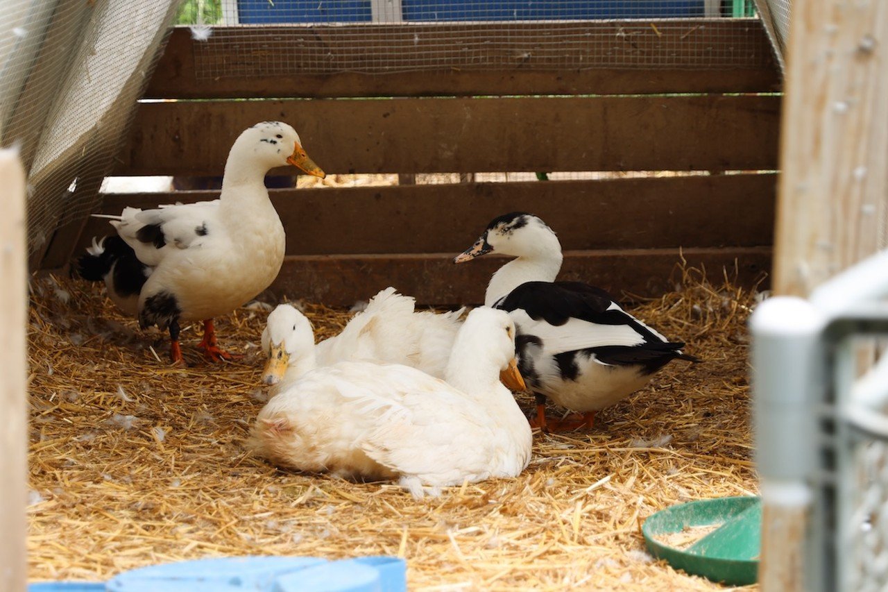 The injured and new ducks stay together at Longbottom Bird Ranch on Monday, June 10, 2024. This is so the new ducks can adjust better to their new setting.