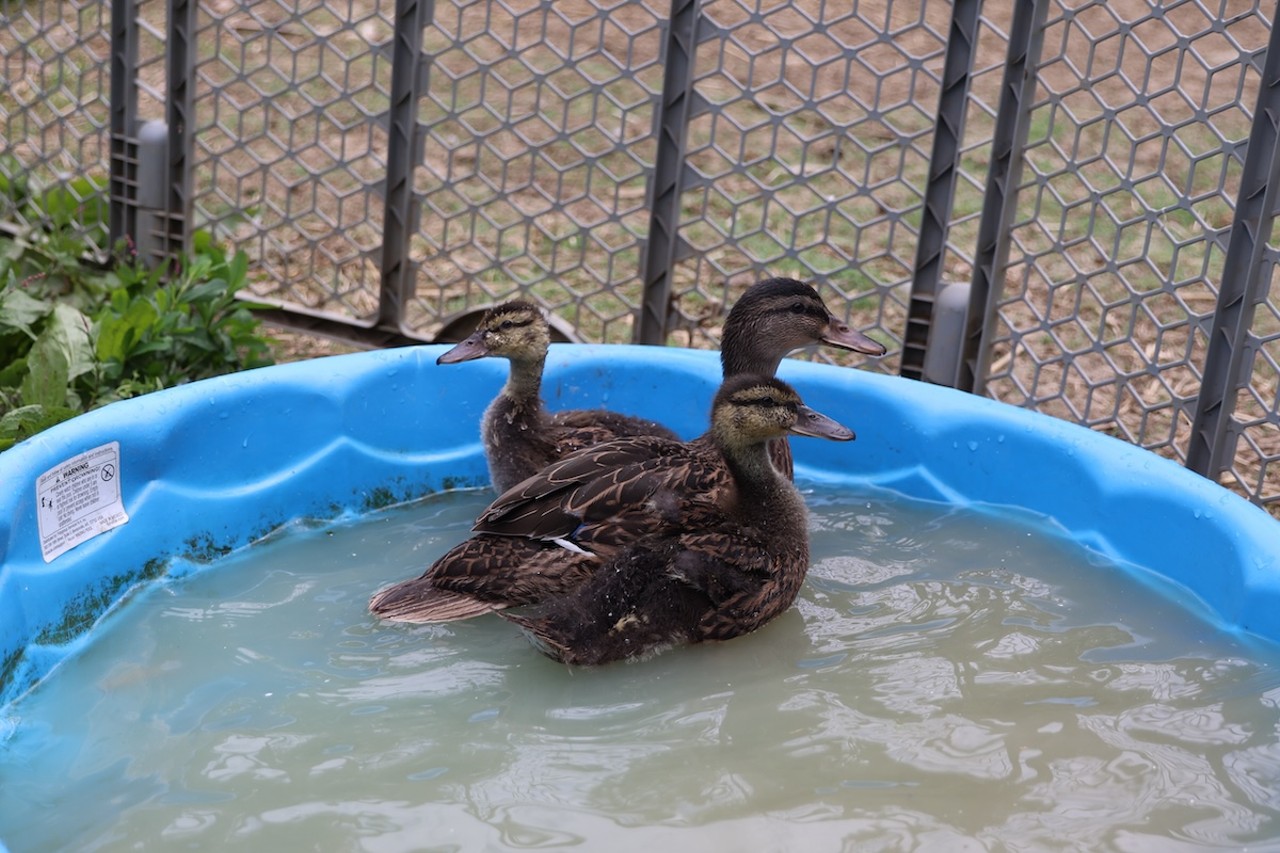 The newest ducklings swim around in the pool at Longbottom Bird Ranch on Monday, June 10, 2024.