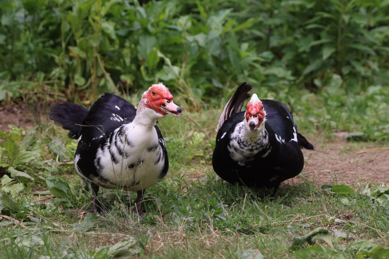 Two Muscovy ducks waddle around the Longbottom Bird Ranch on Monday, June 10, 2024.