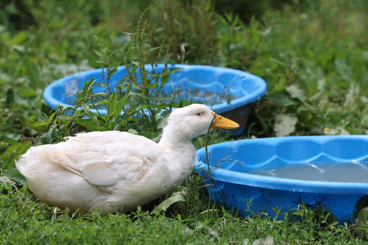 A duck decides if it wants to get into the pool at Longbottom Bird Ranch on Monday, June 10, 2024.