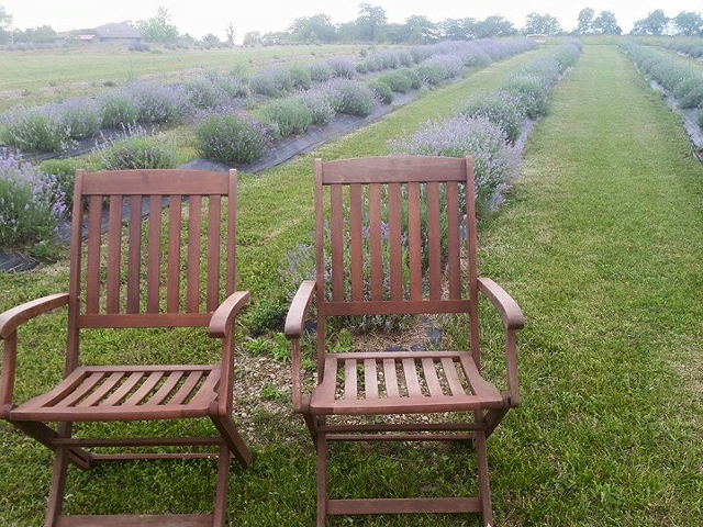 Pick Your Own Lavender and Eat Lavender-Infused Foods at Martinsville, Ohio's Summer Solstice Lavender Festival