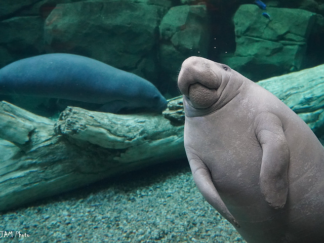 Rehabbed Cincinnati Zoo Manatees Pippen and Truffleshuffle to Be Released Back into Florida Waters