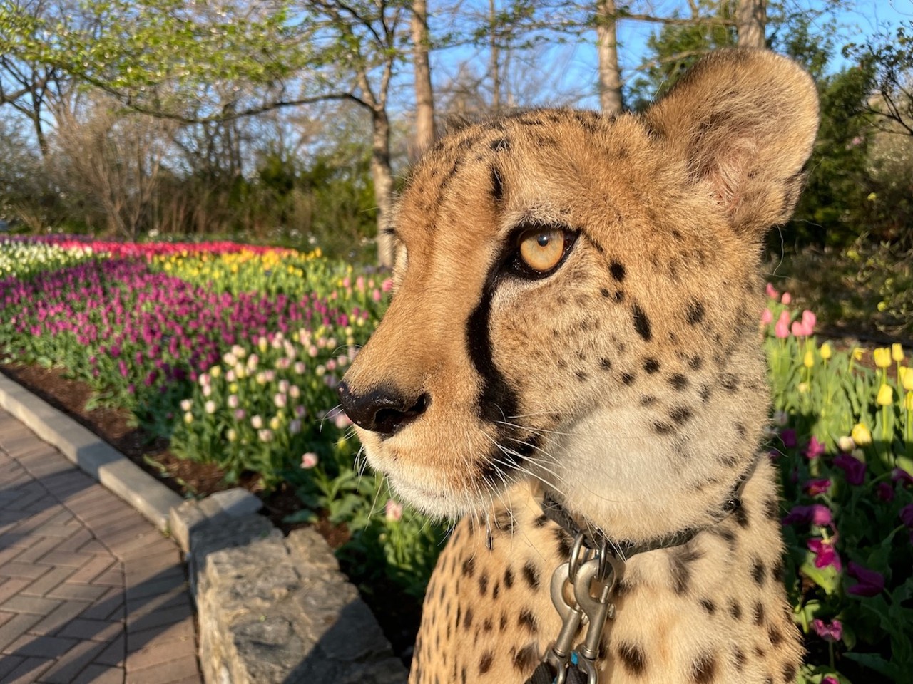 Cincinnati Zoo & Botanical Garden Zoo Blooms