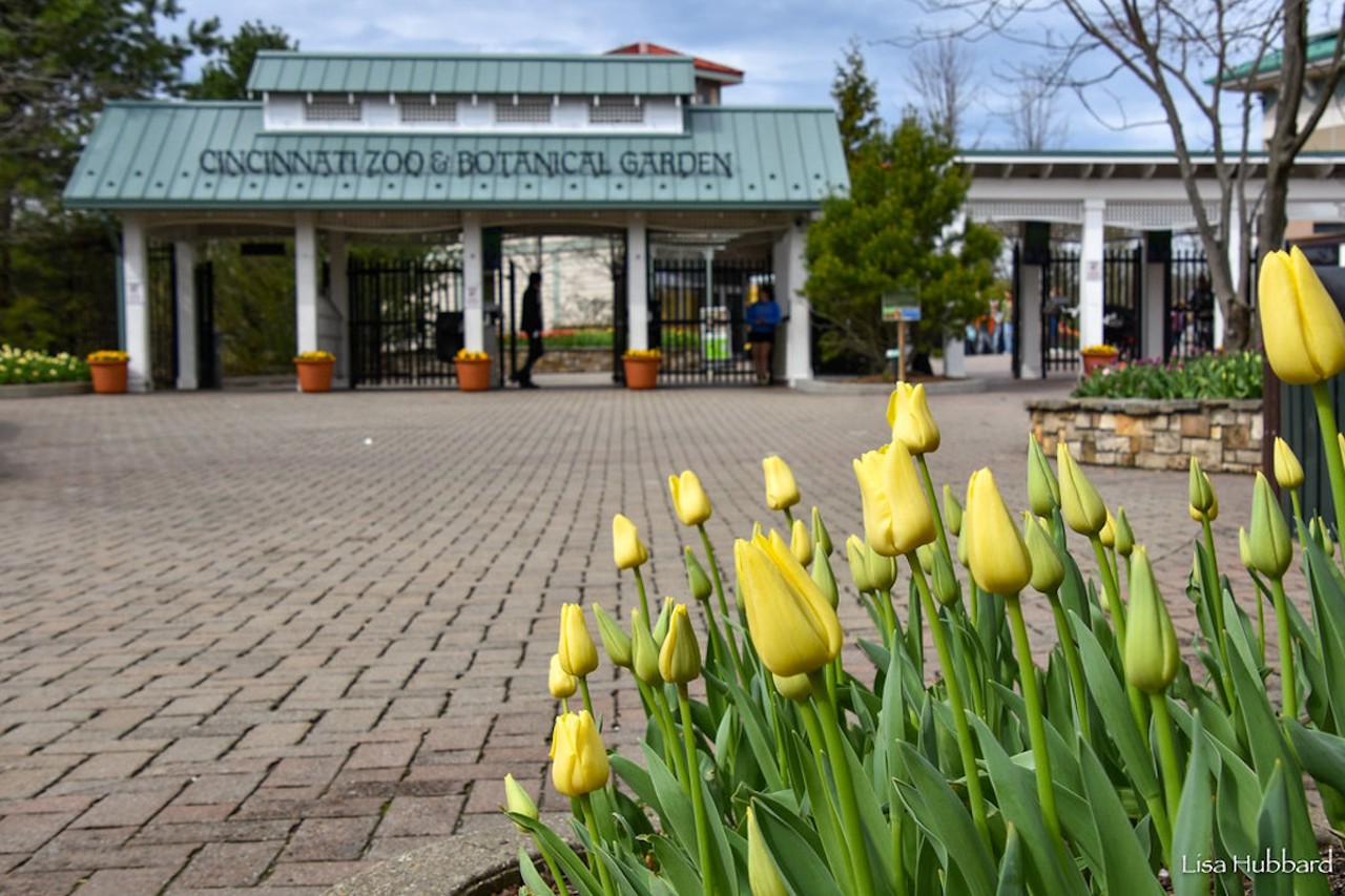 Cincinnati Zoo & Botanical Garden Zoo Blooms