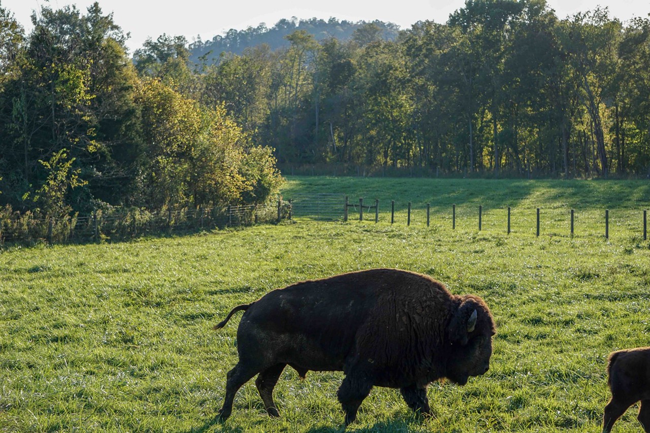 See the Herd of Bison at Big Bone Lick State Park in Boone County, Kentucky