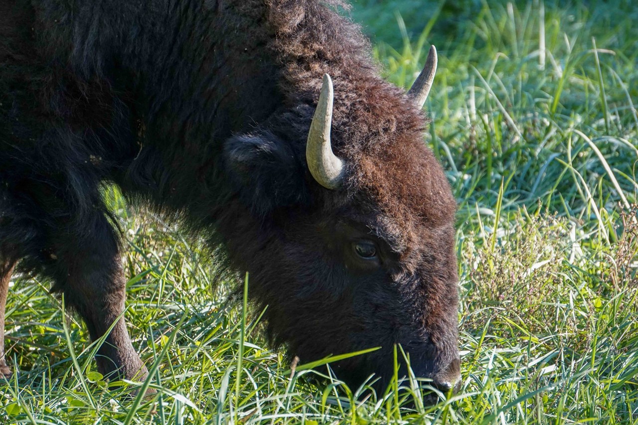 See the Herd of Bison at Big Bone Lick State Park in Boone County, Kentucky