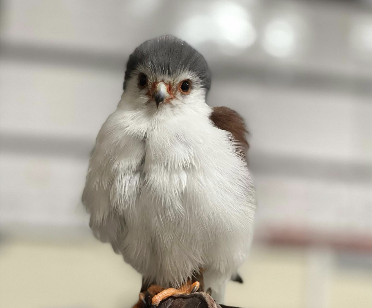 Tanzi the African pygmy falcon looking adorable.