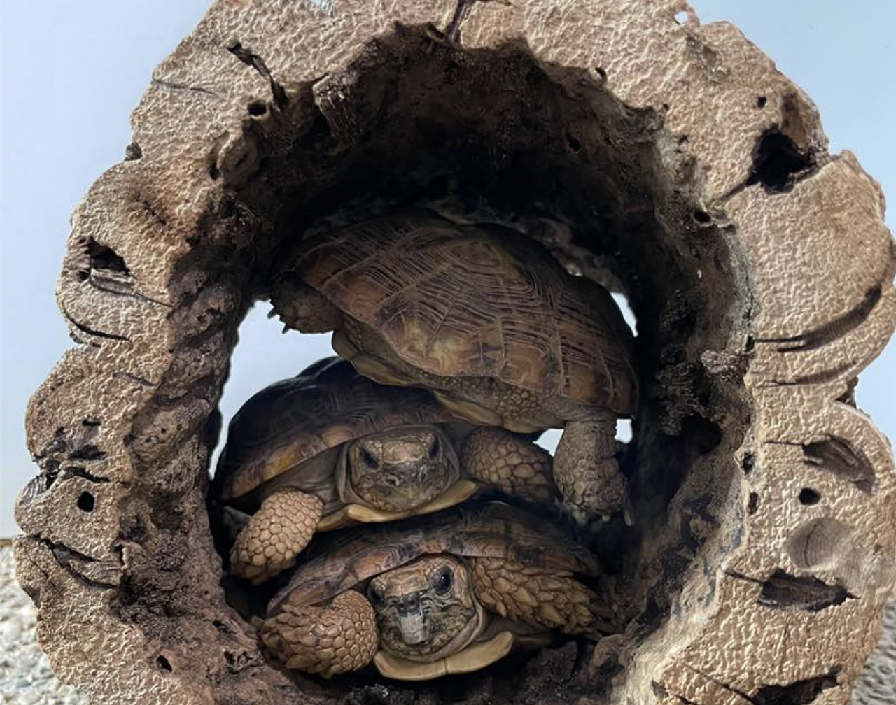 These pancake tortoises are making a short stack, minus the syrup.
