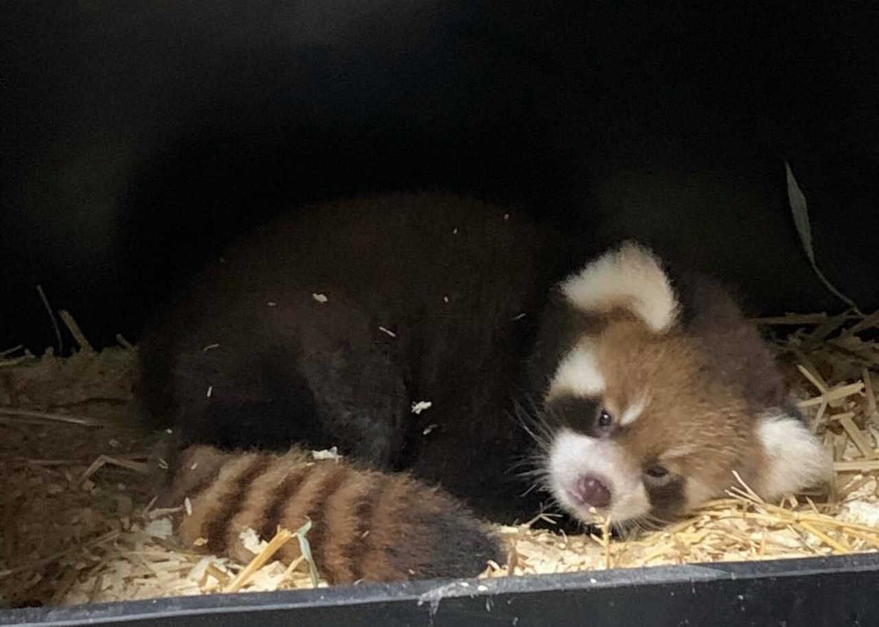 Zookeepers were shocked when a surprise baby red panda was born in July.