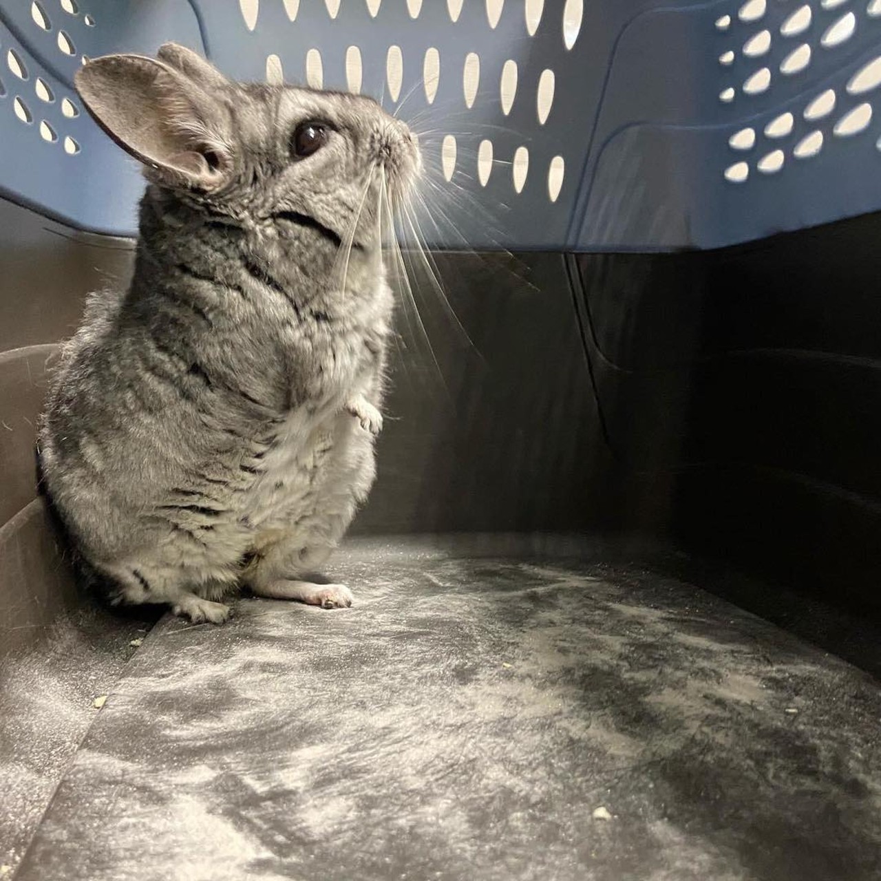 Morgan the chinchilla patiently awaiting her dust bath.