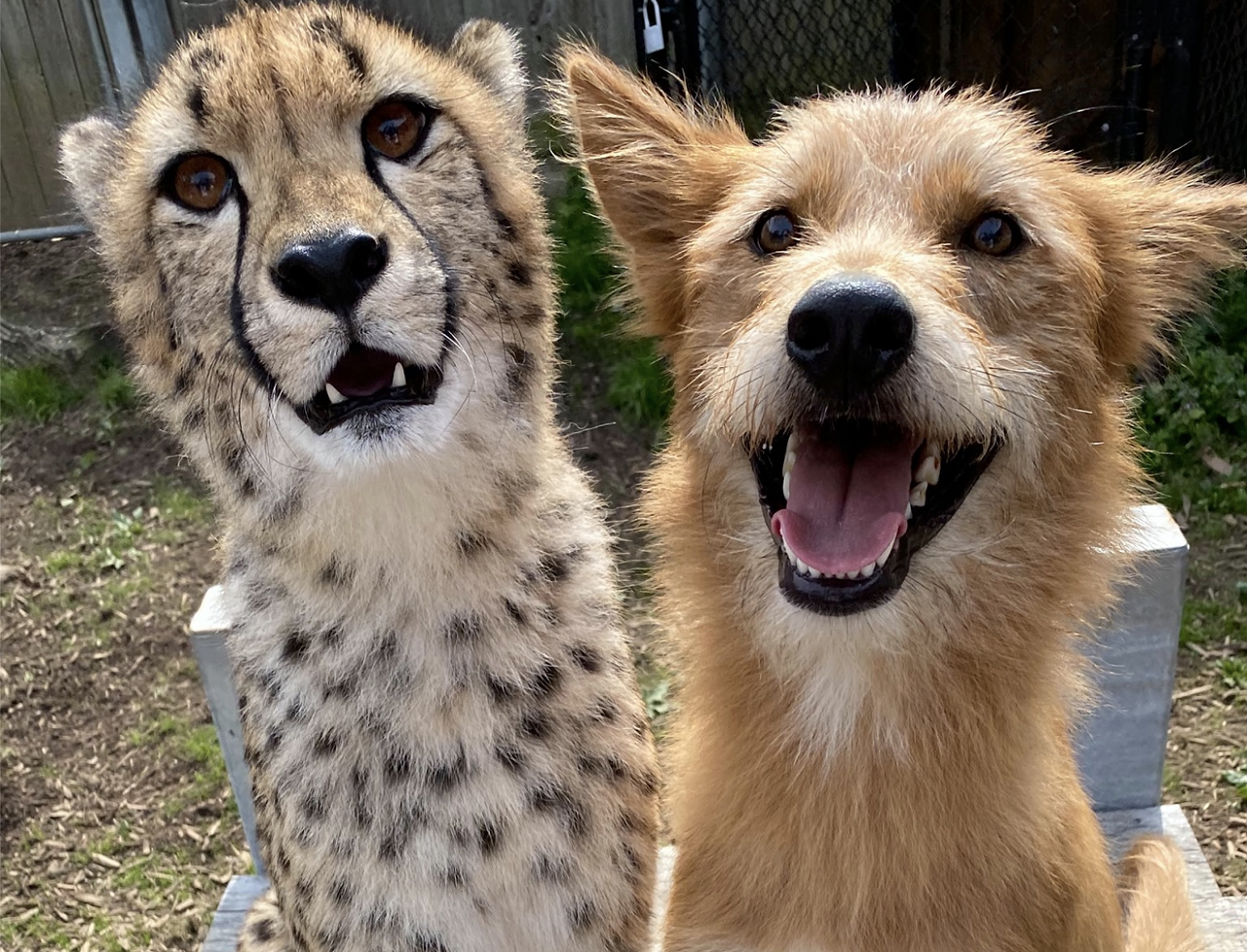 Kris the cheetah and Remus the dog are BFFs.