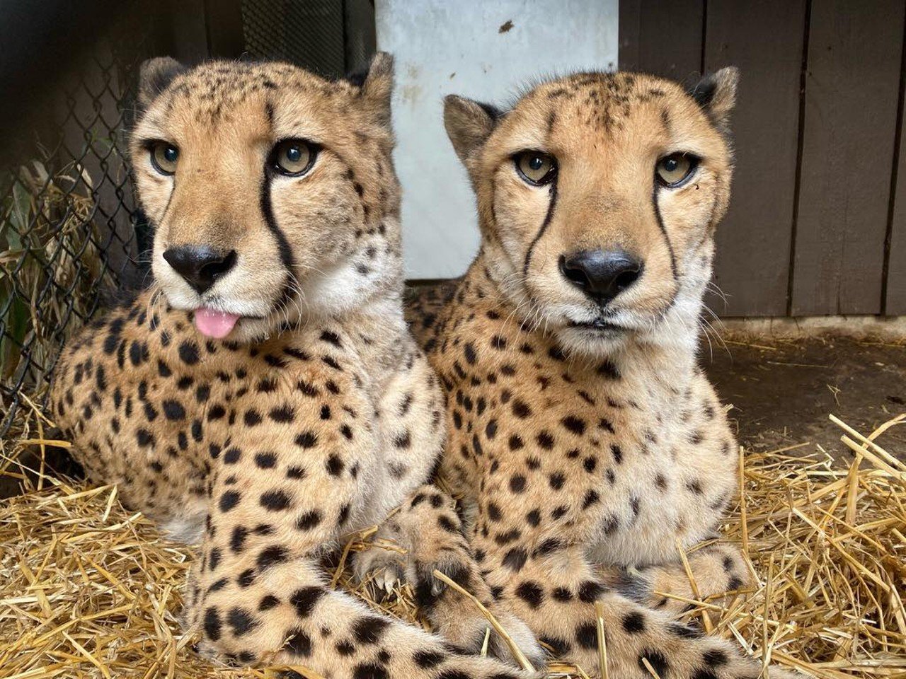 Chance and Bravo turned 17 in May, making them possibly the oldest cheetahs in the country.