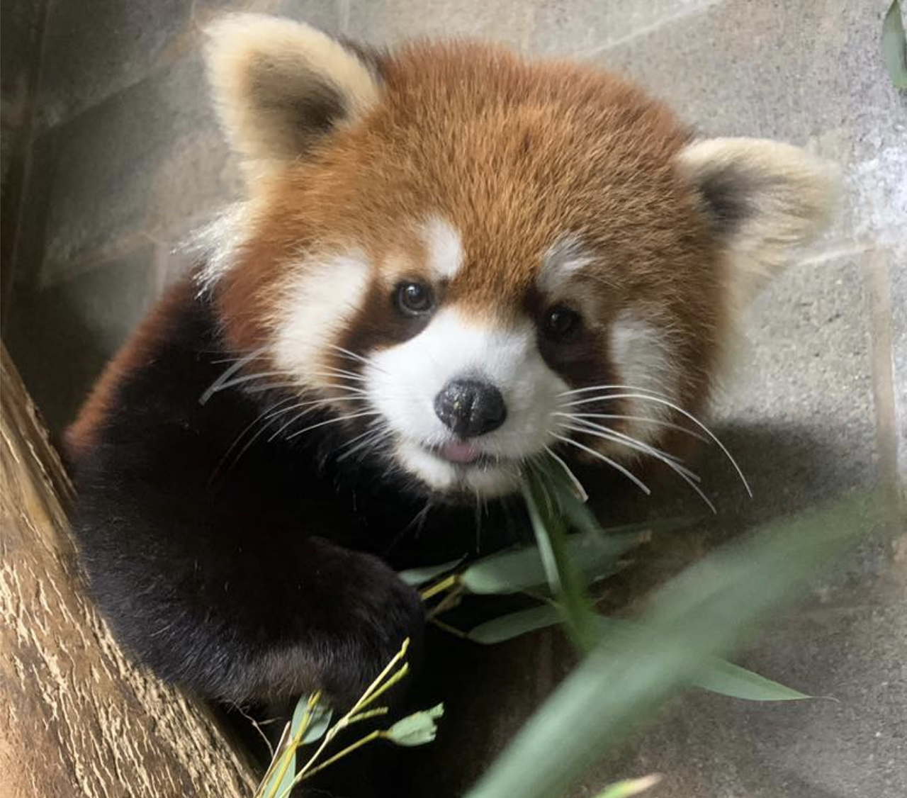 Lucas is the cutest red panda.