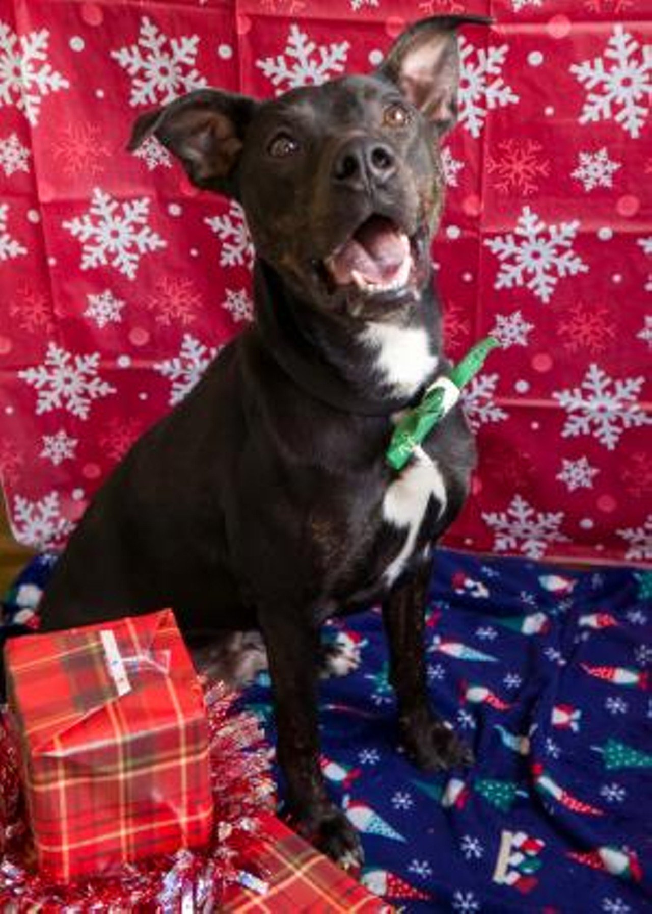 Floyd
Age: 2 Years Old / Breed: Mixed Breed / Sex: Male
“Hi I'm Floyd! I'm a young spunky guy who has the cutest ears in the shelter! I'm great with kids, but we're not sure how I do with other dogs or cats. It's recommended that you bring in any possible dog siblings so we can ensure we're a good fit! I can be very well behaved if you ask me to be and I know how to sit! I mean have you looked at my Holiday photo?! I'm sure darn cute! I've been in the shelter for a little while so I will need a refresher when it comes to housebreaking. Stop by the shelter and you'll see why we should be the best of friends!”