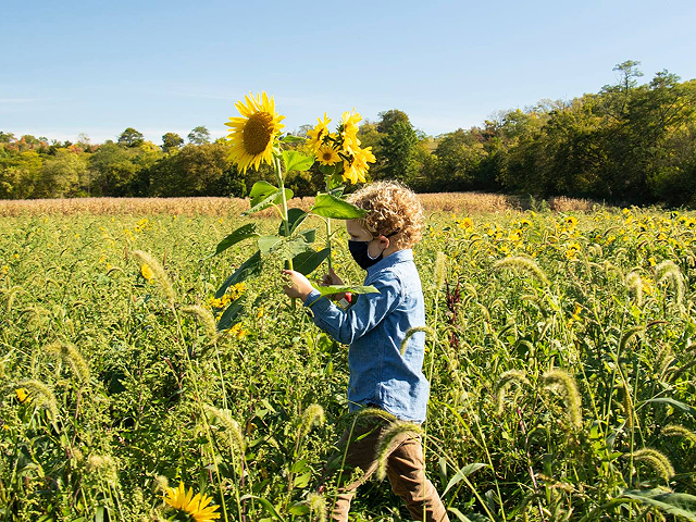 The 24th-annual Sunflower Festival takes place Oct. 2 and 3 at Gorman Heritage Farm.