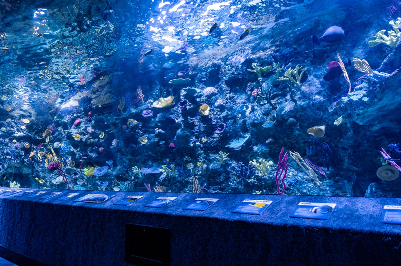 Take a Tour of the New Coral Reef Tunnel at the Newport Aquarium