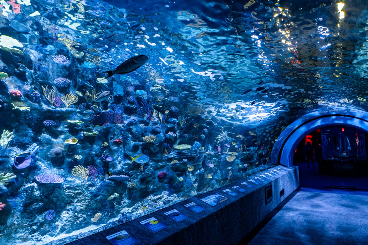 Take a Tour of the New Coral Reef Tunnel at the Newport Aquarium