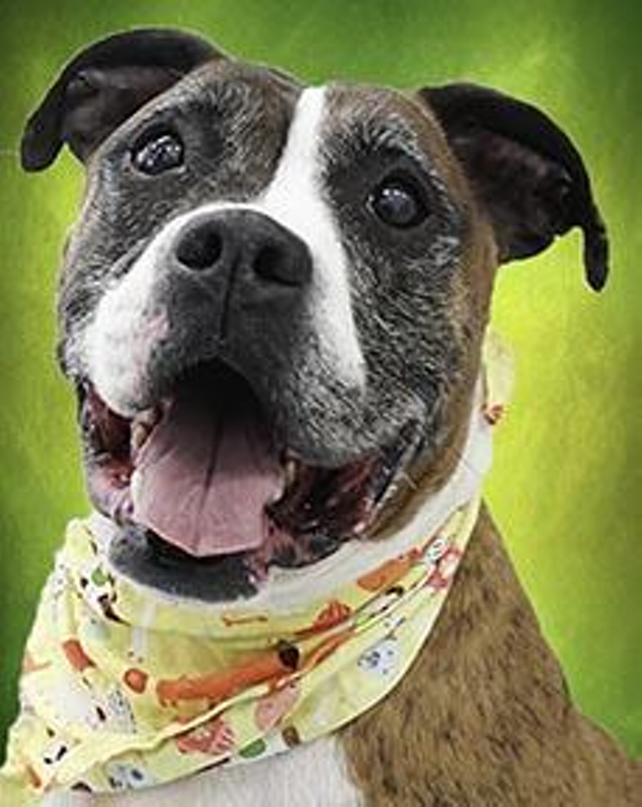 Name: Cyrus | Breed: Box/Terrier/American Pit Bull | Age: 11 years old | Sex: Male | Rescue: SPCA Cincinnati