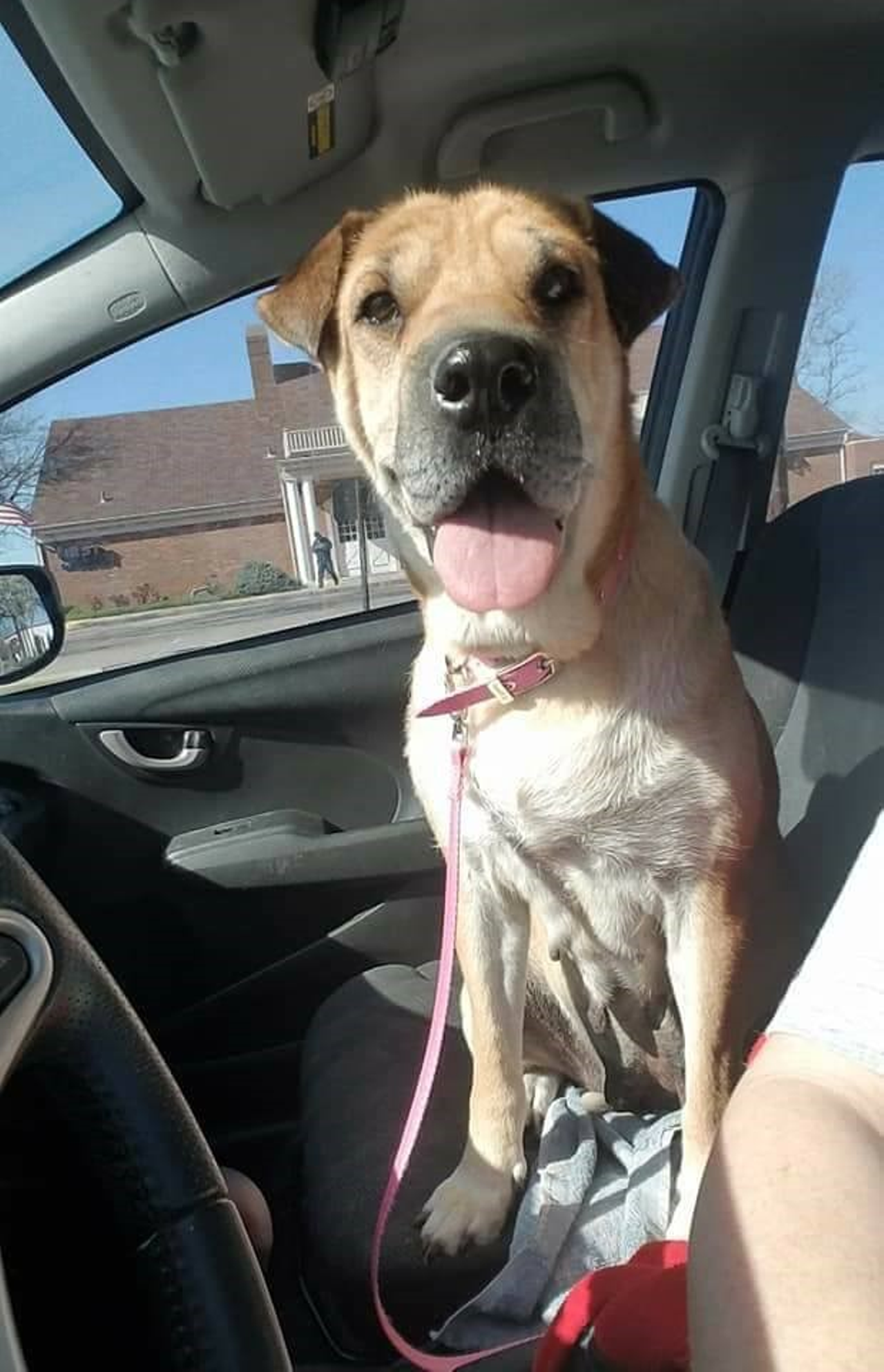 Name: Spice | Breed: Yellow Lab Mix | Age: 5 Years old | Sex: Female | Rescue: HART Cincinnati