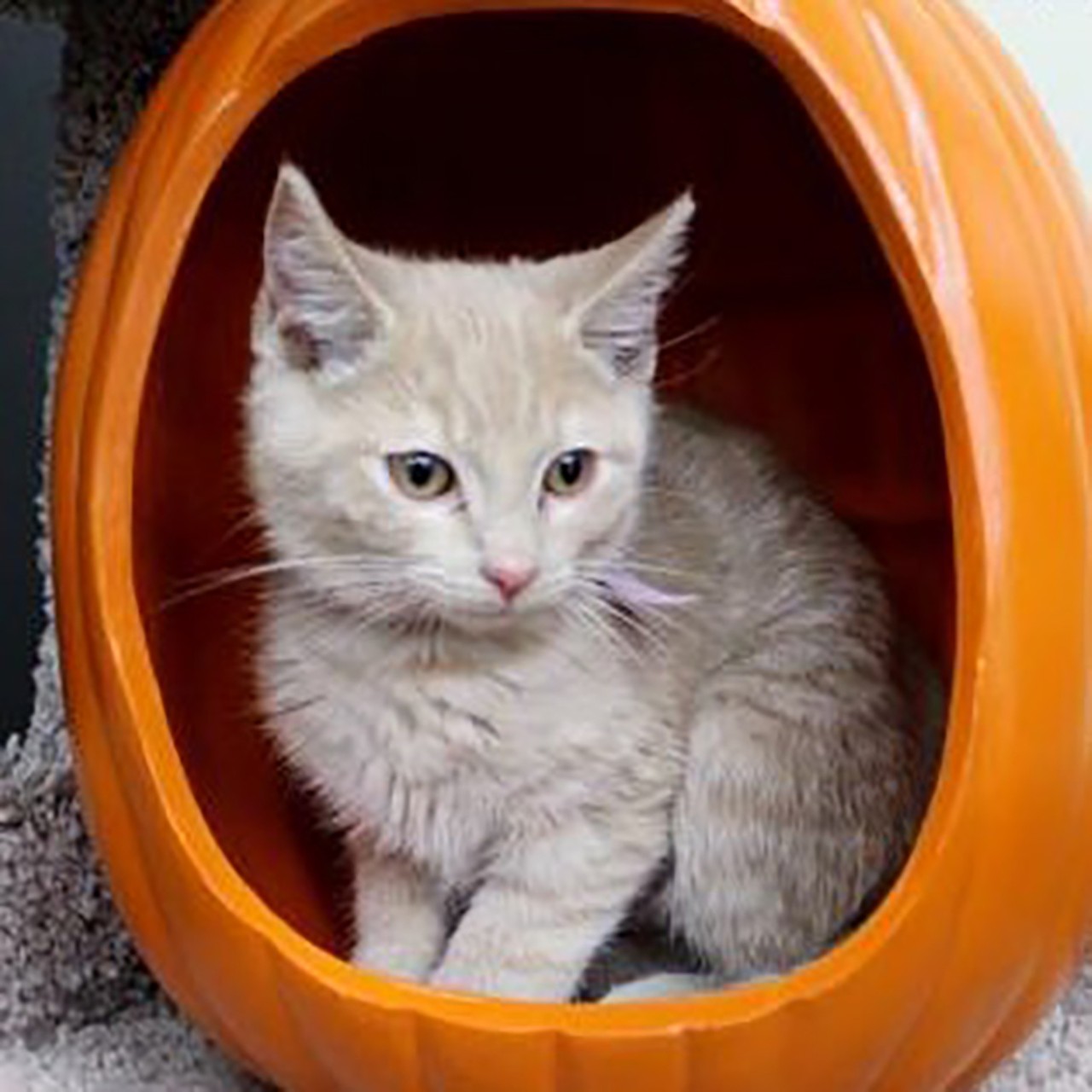 Candy Corn
Age: 4 months old | Breed: Domestic Short Hair/Mix | Sex: Male | Rescue: SAAP 
Photo via AdoptAStray.com