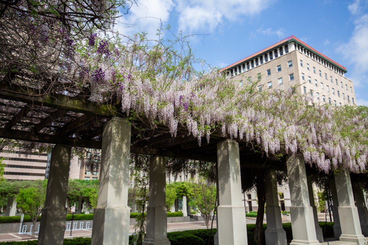 The Beautiful Wisteria Vines are in Bloom Outside of Procter & Gamble's Downtown Courtyard