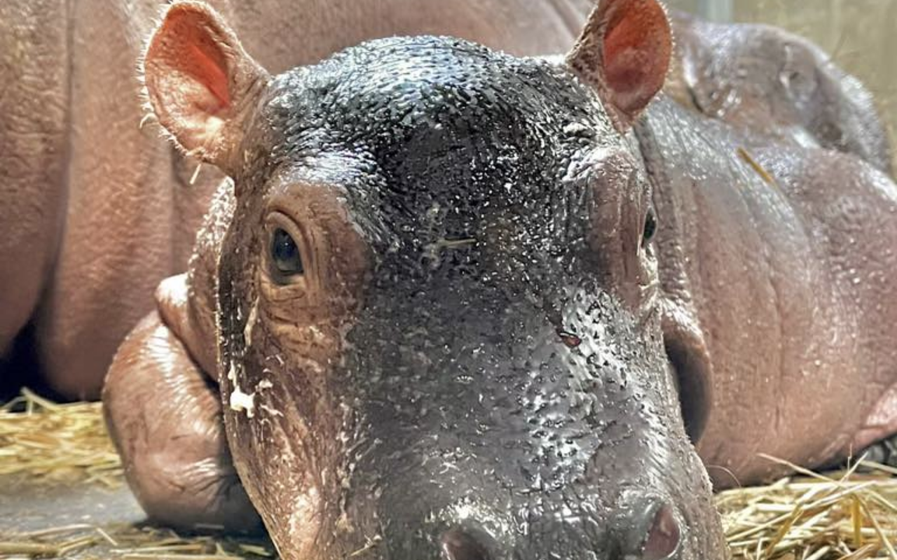 Fritz the hippo was born Aug. 3.